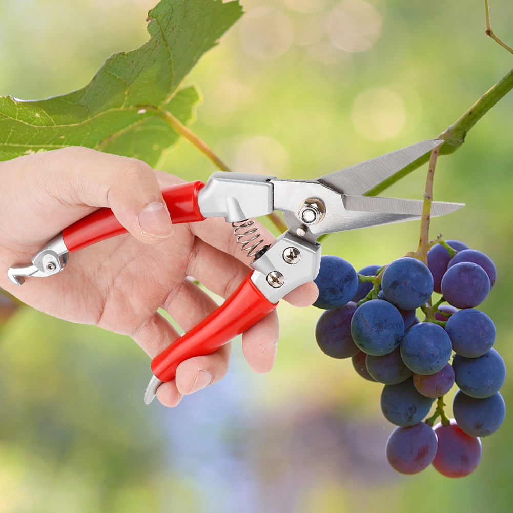 مقص تقليم النباتات المستقيم، م - مراجعة Pruning Shears وسعره