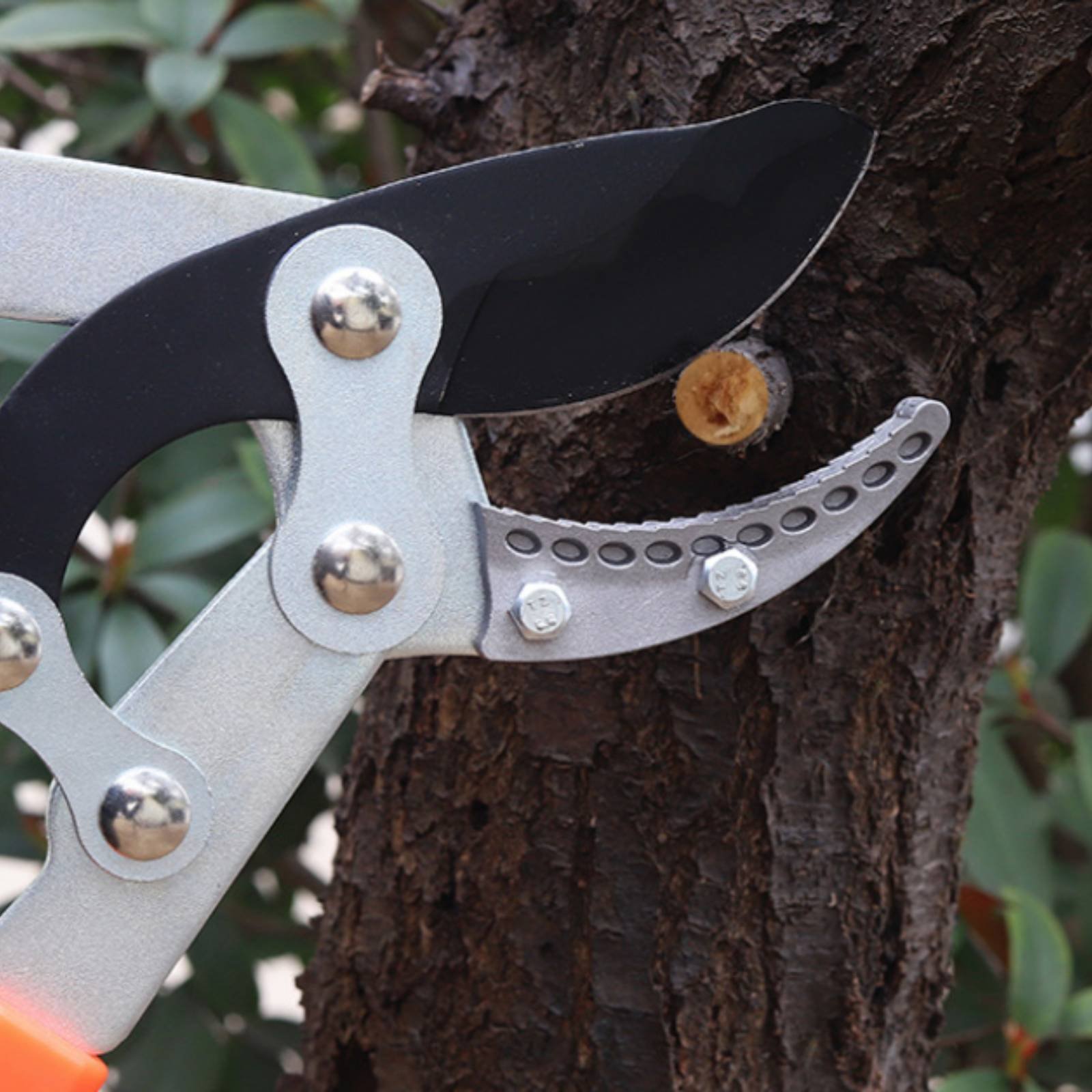 مقصات تقليم الأغصان التلسكوبية - مراجعة Pruning Shears وسعره