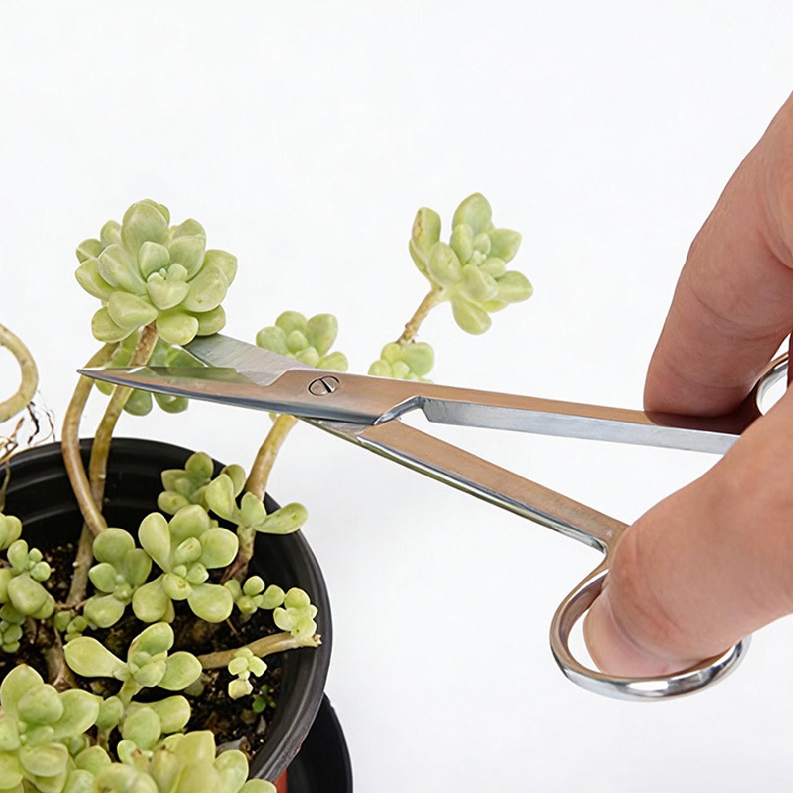 مقصات تقليم النباتات من الفولا - مراجعة Pruning Shears وسعره